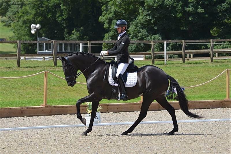 Shannon Equestrian Horse Sales | Dressage, show jumping, eventing ...